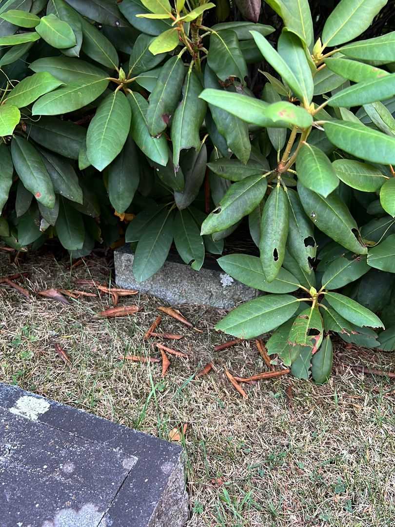 Cora May Thomas's grave. Photo 1